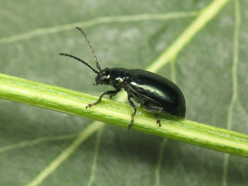 Altica Geoffroy, 1762